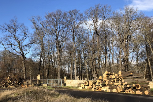 Baumfällungen im Schlosspark Molsdorf